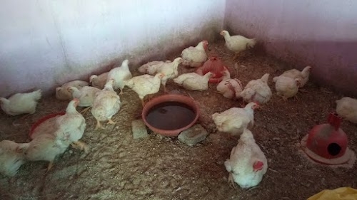 Bagmare Chicken Centre