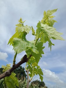 Dhulgaon