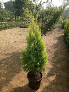 Forest Department Rajasthan & Nursery