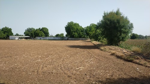 Chandisar