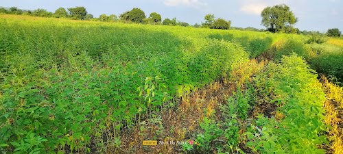 Deshmukh Farm