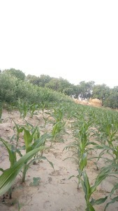 Ambekar Park