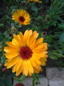 Kantigadia