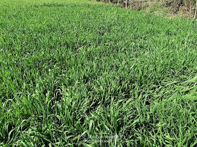 Chauhan krishi sewa kendra