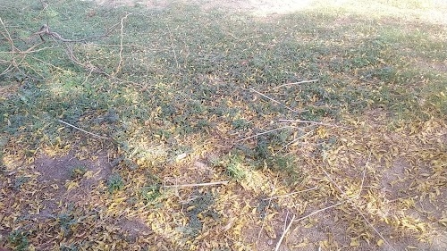 GOSWAMI FARM