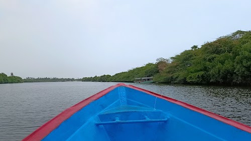 Mangrove forest boating