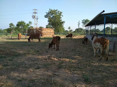Vandan Gir Gaushala