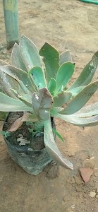 Baridih Basti, Baridih