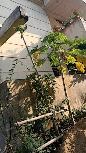 Botanda