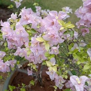 Chintal
