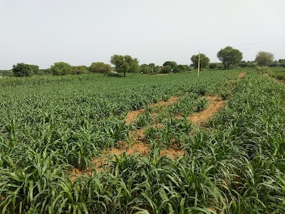 Loharu Rural