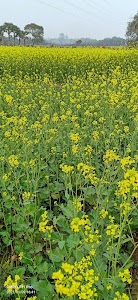 Gopalchak