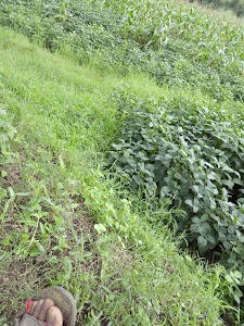 Rajla