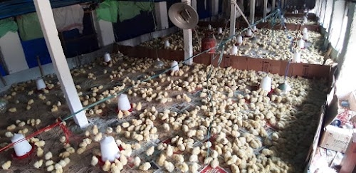 Bhadrak Hatchery