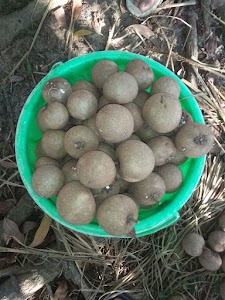 Agadhu Farm