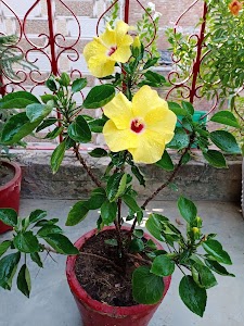 Budh Nagar, Inder Puri