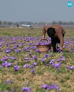 Pampore