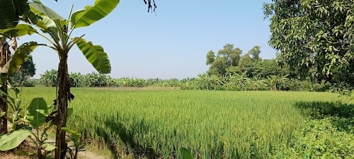 Kabildanga Jamemorsid