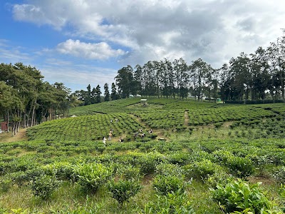Upper Shillong Tea Farm