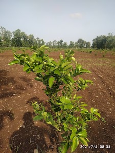 Kawade patil farmhouse