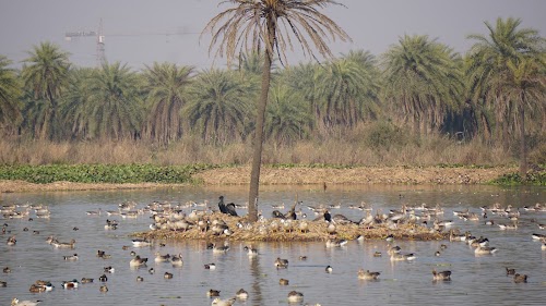 Surajpur Wetland & Natural Forest