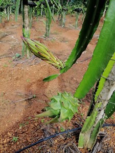 Nettana