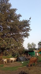 बड़ा बरगत