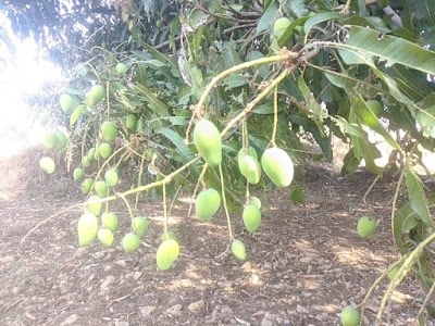 Mango Garden