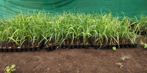 Shivlila nursery
