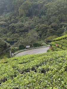 TEA GARDEN