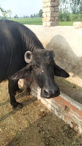 Sandeep Dangi House.