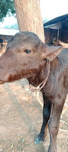 Sikka khera