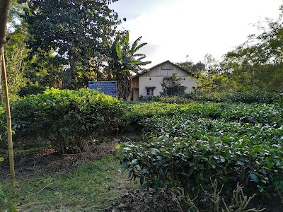 Tocklai Tea Estate