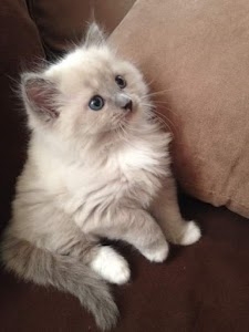 Hyderabad Persian cat's