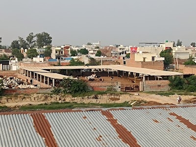 Gaushalla ,Shri Shani Dev Mandir