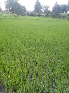 Toti Hesla Play Ground