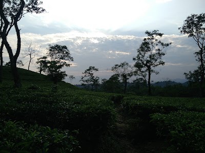 Doloo Tea Factory