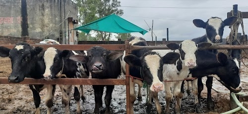 Sarao dairy farm