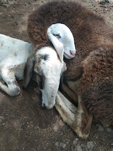 Dhawalpuri