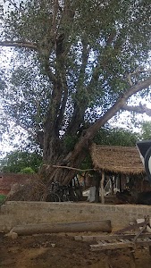Tareni