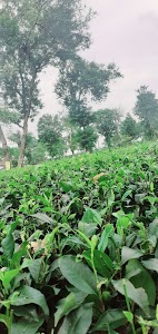 Durgapur Tea Estate