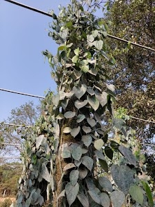 Punjalkatte