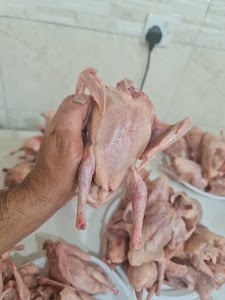 فروخ حمام زاجل