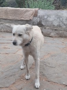 Dogs and Cats Clinic
