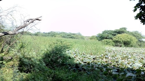 Nawabganj