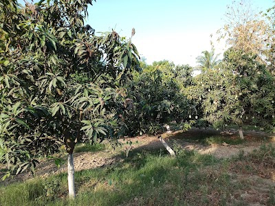 Malda Mango Orchard Ara Catholic H School