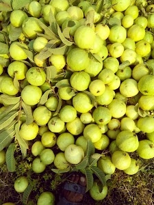 Sinoli