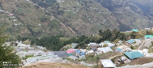 Green velly shahani