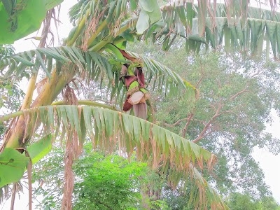 RAM LAKHAN