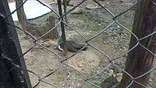 Deer park malsi